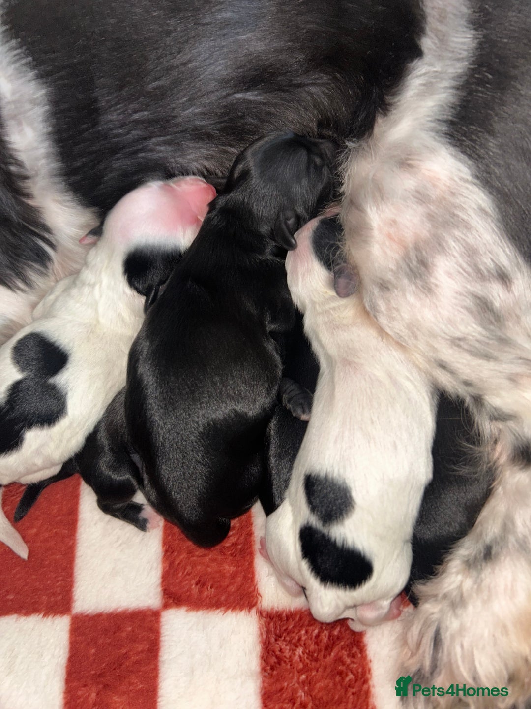 Shihpoo dogs for sale: Gorgeous Toy Shihpoo puppies - Image 4