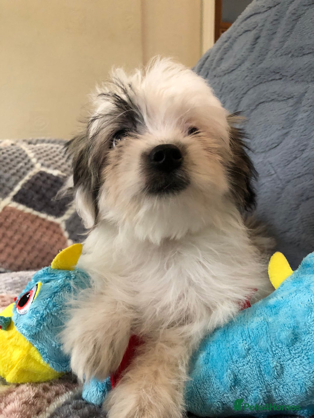Mixed Breed dogs for sale: shihtzu x maltese  - Image 18