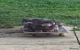 Dachshund dogs for sale: Dachshund puppies  - Image 20