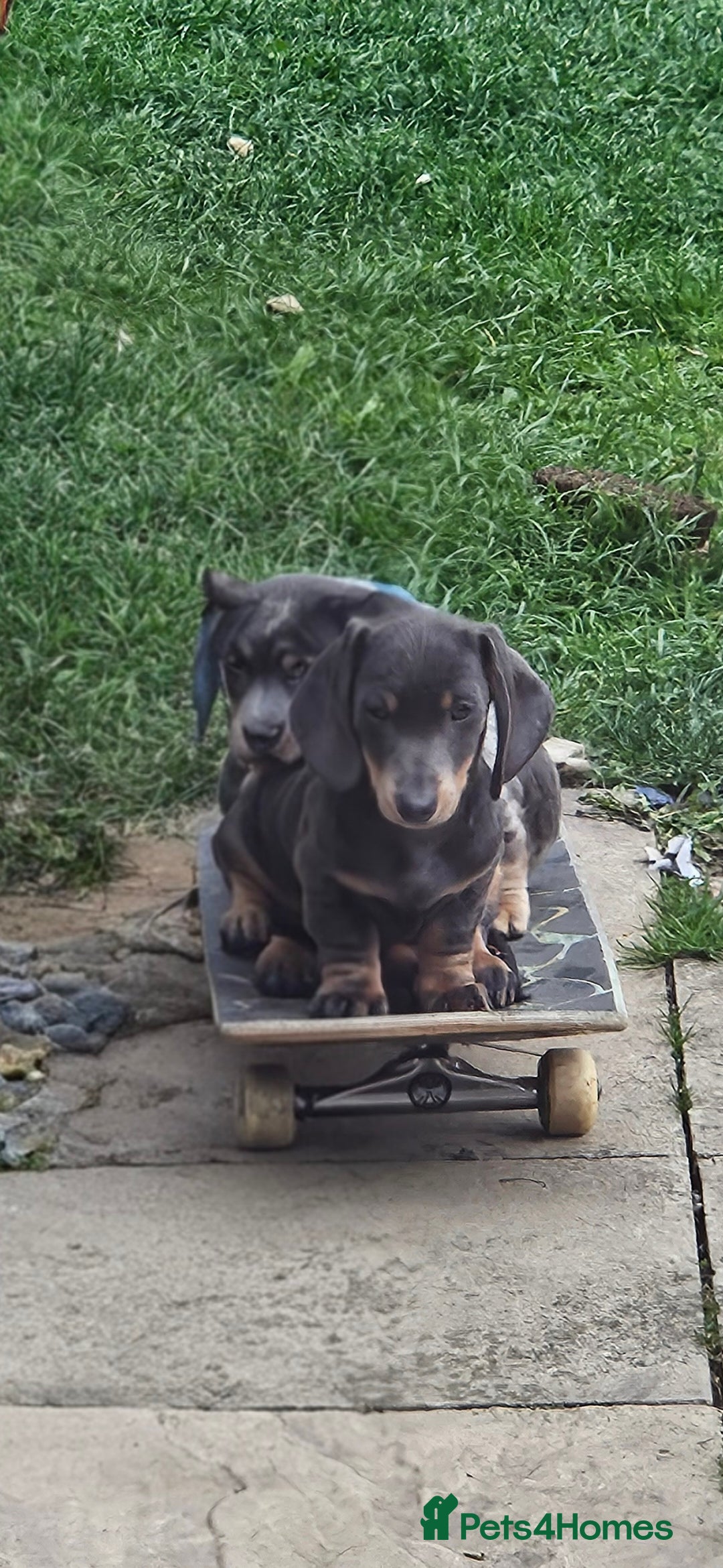 Dachshund dogs for sale: Dachshund puppies  - Image 20