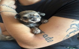 Chipoo dogs for sale: Health tested, non shed chipoos - Image 32