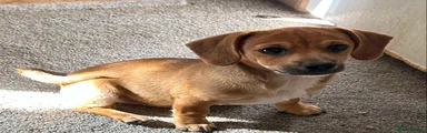 Mixed Breed Puppy 2