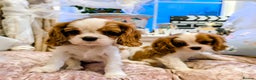 Cavalier King Charles Spaniel dogs for sale: Exquisite Lady KC reg Cavalier King Charles - Advert 5