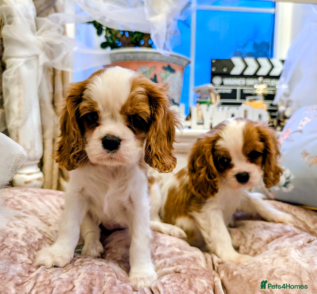 Cavalier King Charles Spaniel dogs for sale: Exquisite Lady KC reg Cavalier King Charles - Advert 5