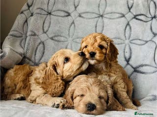 Cockapoo dogs Beautiful cockapoo puppies - Advert 1