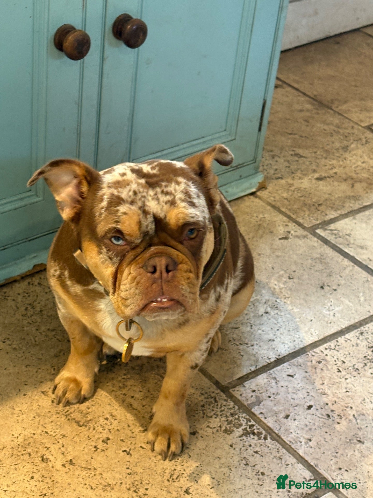 Olde English Bulldogge dogs Special home for beautiful bulldog - Advert 12