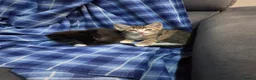 British Longhair cats for sale: 2 beautiful longhair kittens for sale - Advert 7
