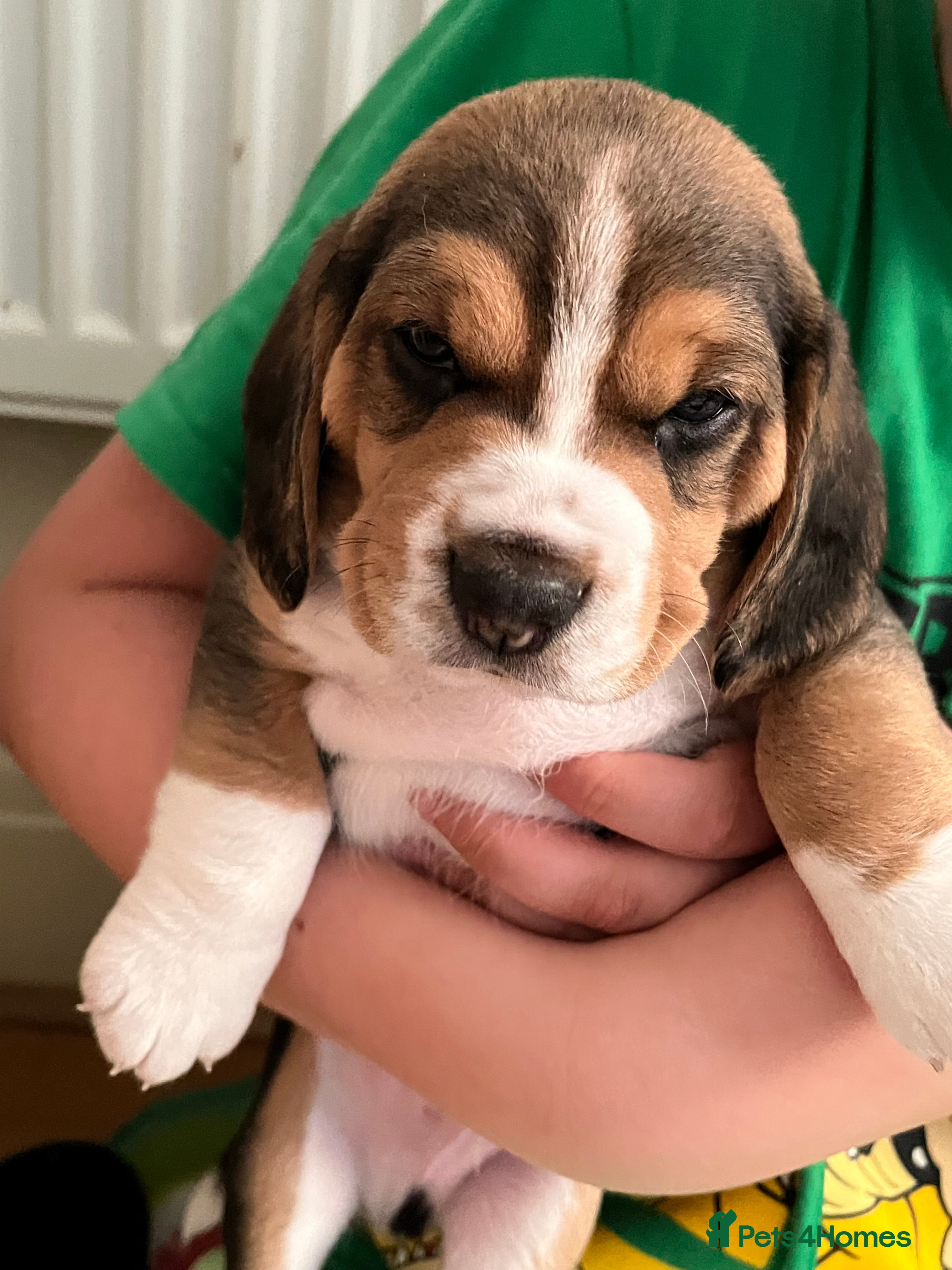 Beagle dogs Adorable and family friendly Beagle puppies - Advert 2