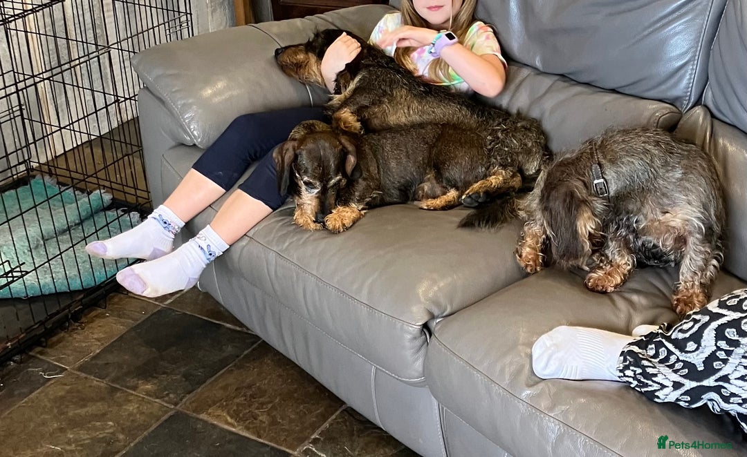 Dachshund dogs for sale: Working Teckel puppies for sale TWO ONLY LEFT - Image 14