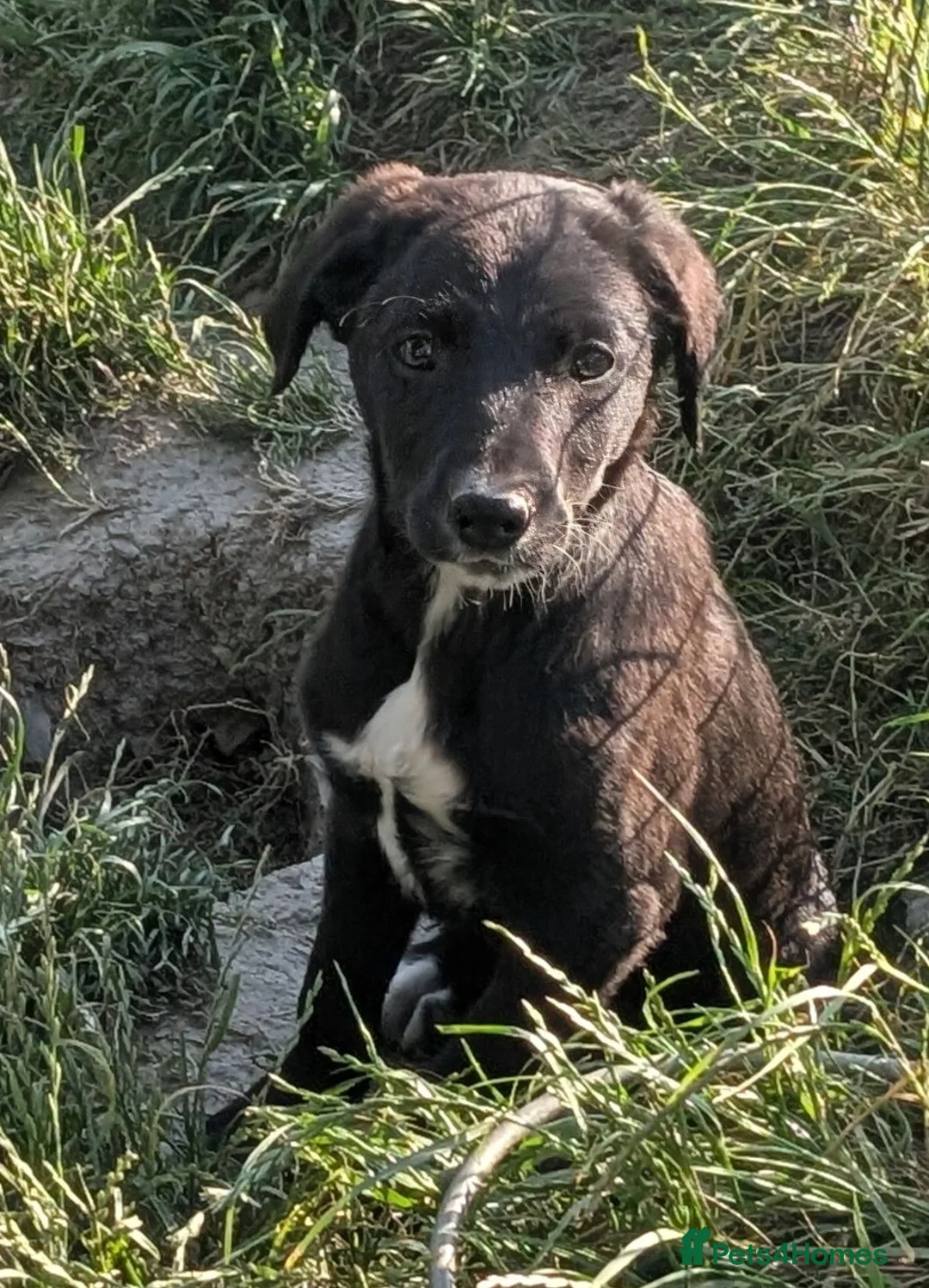 Borador dogs for sale: Boradors pups *READY NOW* - Advert 2