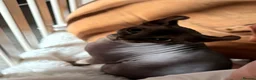 Sphynx cats for sale: Canadian Sphynx Elf  - Advert 6