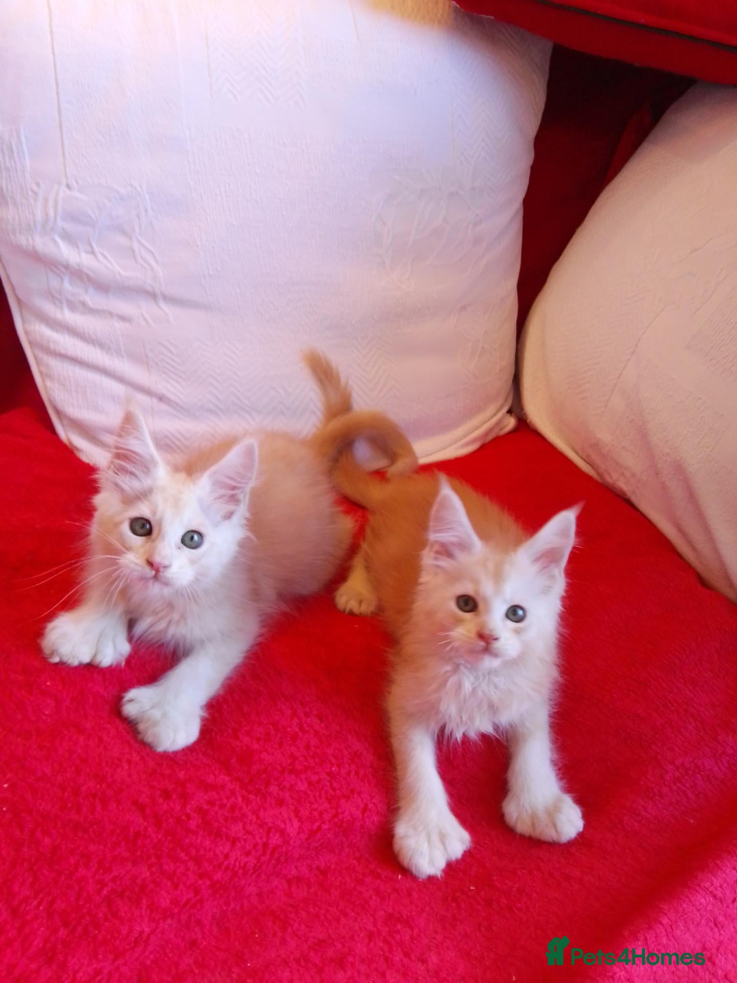 Maine Coon cats HCM/PKDef/SMA clear TICA polys/non poly silvers  - Advert 8