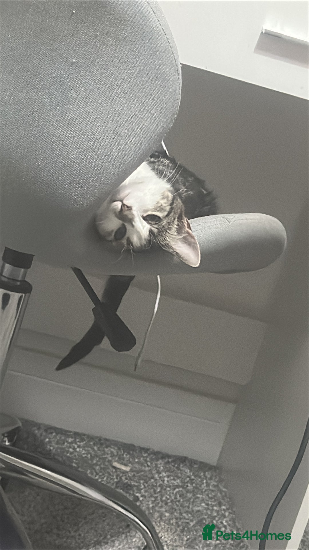 Mixed Breed cats for sale: Phoebe, 10 Months Old 🐾 🩷 - Advert 14