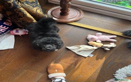 Mixed Breed dogs for sale: Shih poo  - Image 11