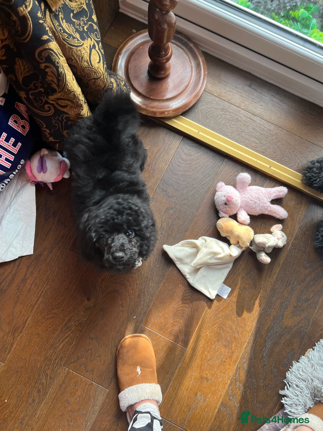 Mixed Breed dogs for sale: Shih poo  - Image 11