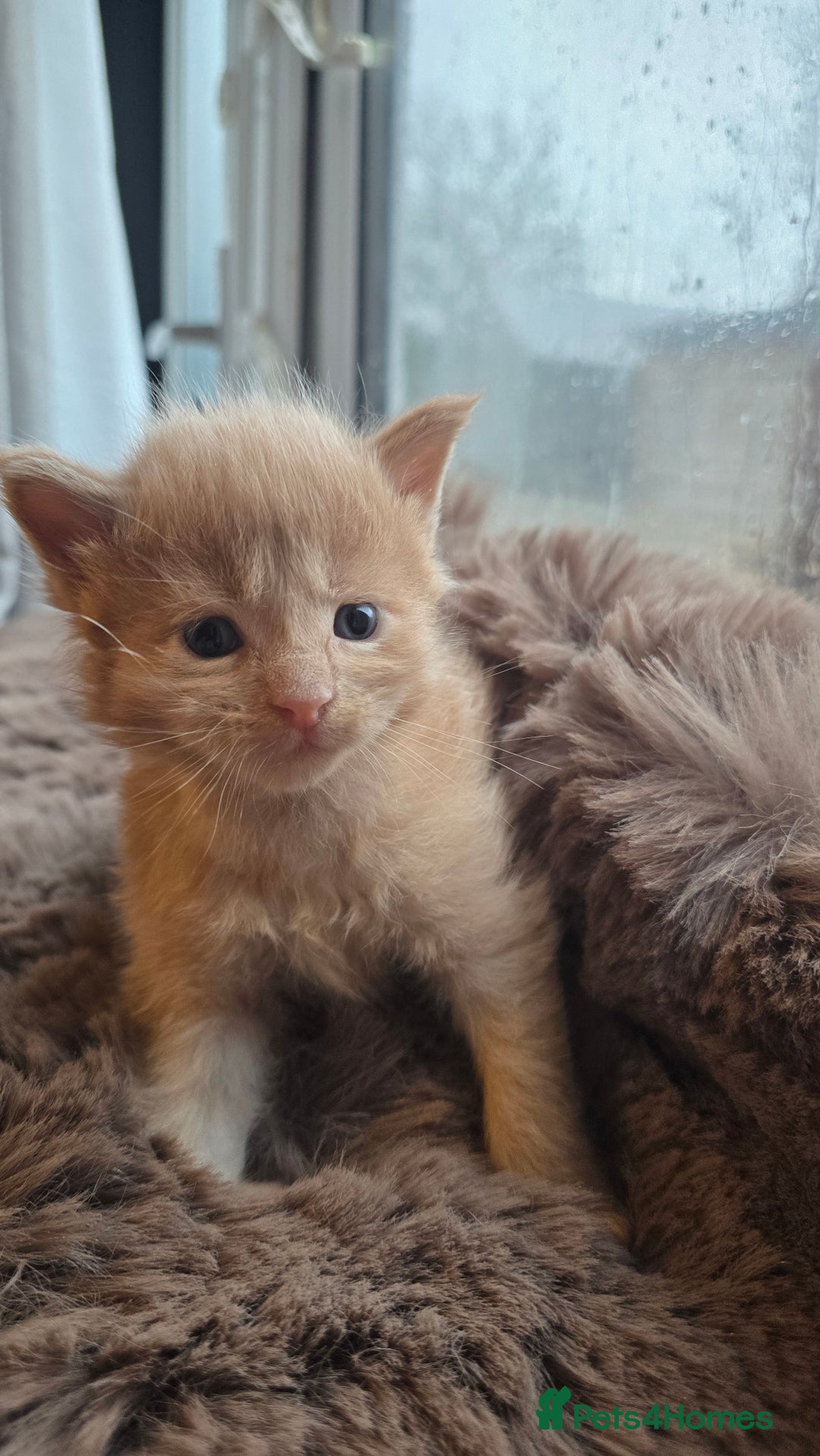 Maine Coon cats for sale: Stunning Mainecoons - Advert 16