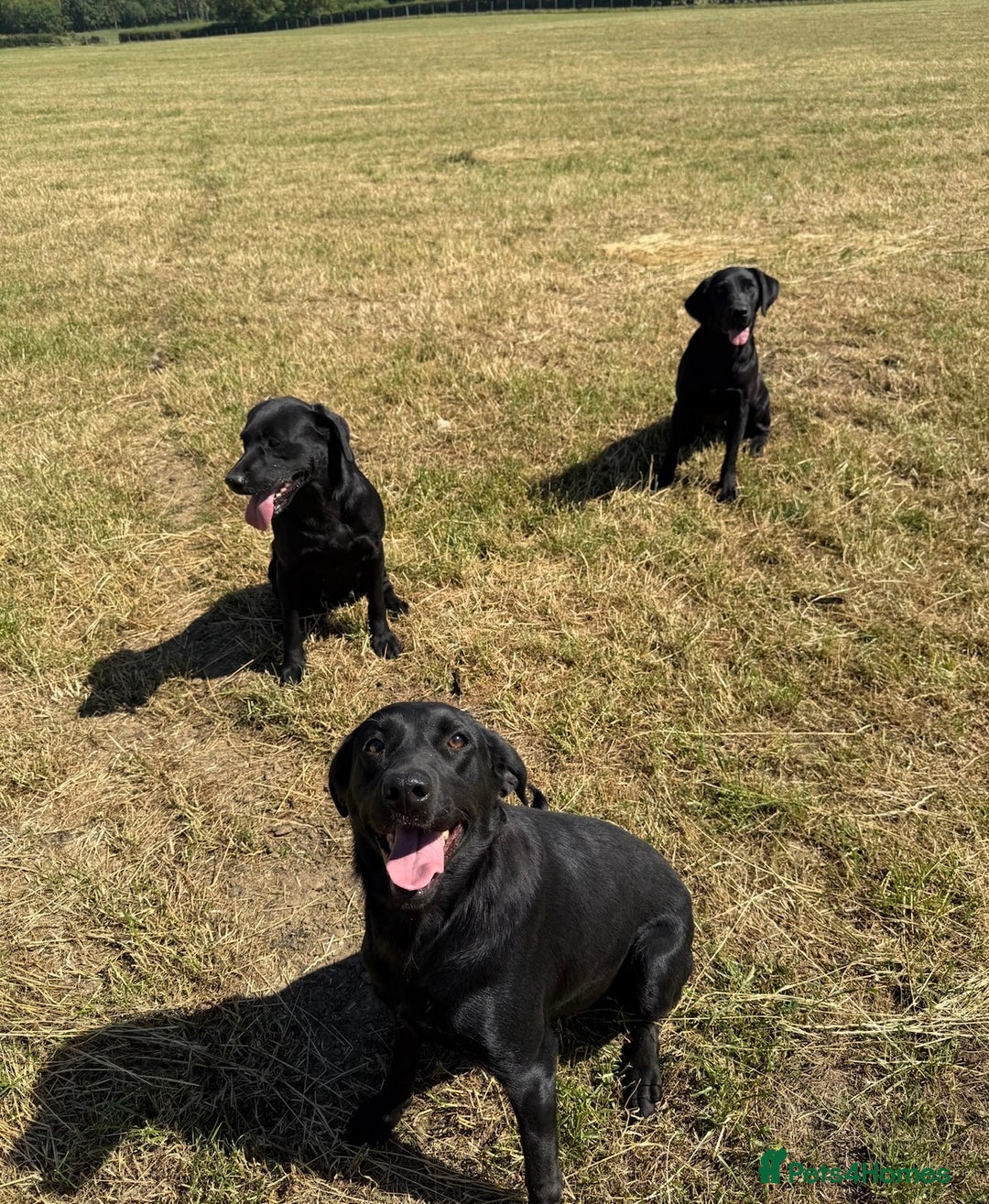 Labrador Retriever dogs for sale: KC reg. Health clear. Labrador puppies  - Advert 9