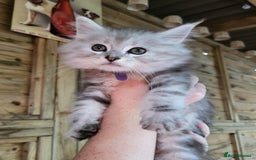 Maine Coon cats for sale: Beautiful Maine Coon x kittens ready now - Image 6
