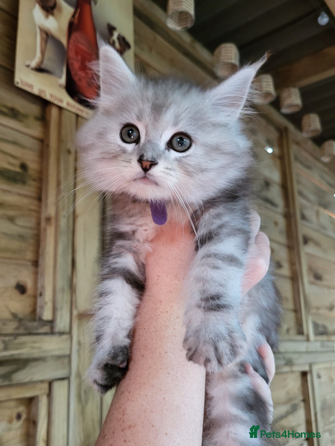 Maine Coon cats for sale: Beautiful Maine Coon x kittens ready now - Image 6