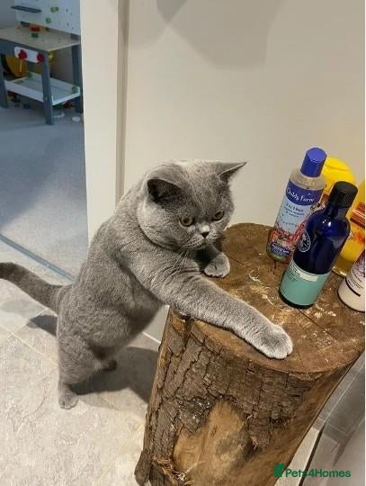 British Shorthair cats British blue shorthair kittens - Advert 2