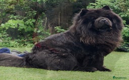 Chow Chow dogs for sale: Kc Black Adult Girl - Image 1