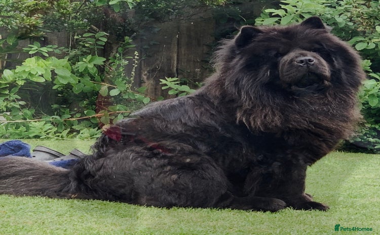 Chow Chow dogs - Advert 1