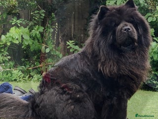 Chow Chow dogs - Advert 9