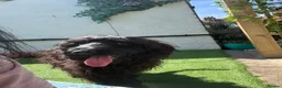 Cocker Spaniel dogs for sale: Indi (selling due to change in circumstances)  in Leeds - Advert 2