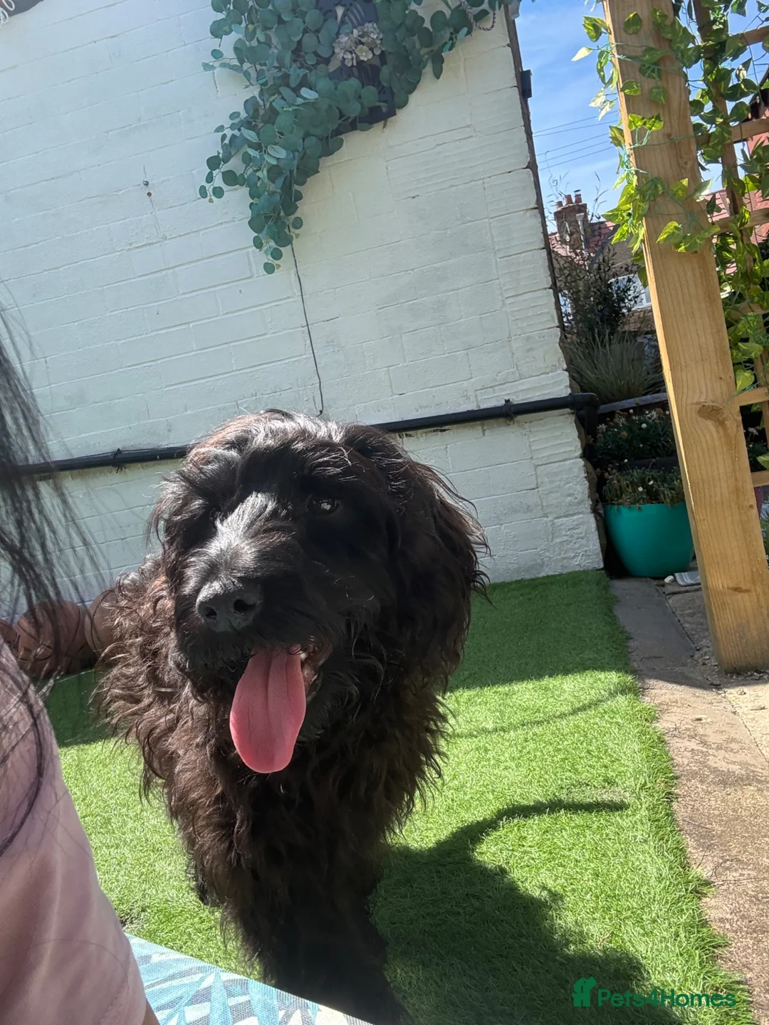 Cocker Spaniel dogs for sale: Indi (selling due to change in circumstances)  in Leeds - Advert 2