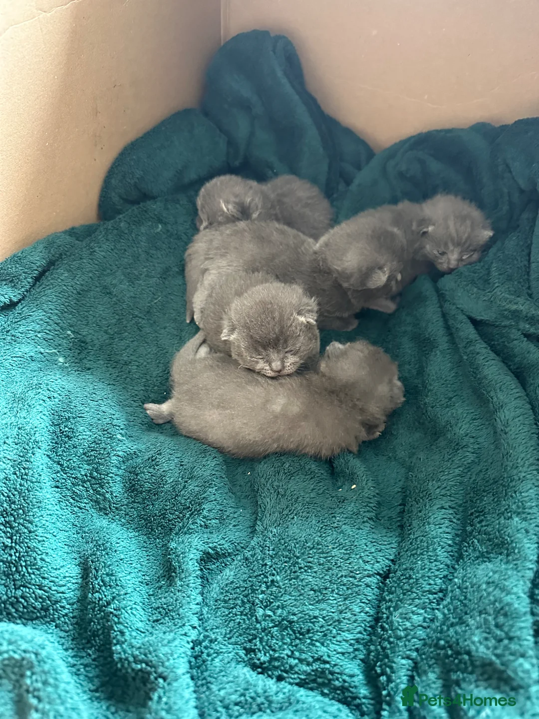 British Shorthair cats for sale: Pure breed British shorthair Blues  - Advert 2