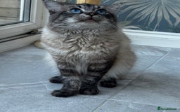 Ragdoll cats for sale: 7 Beautiful Pure Ragdolls for sale - Image 10