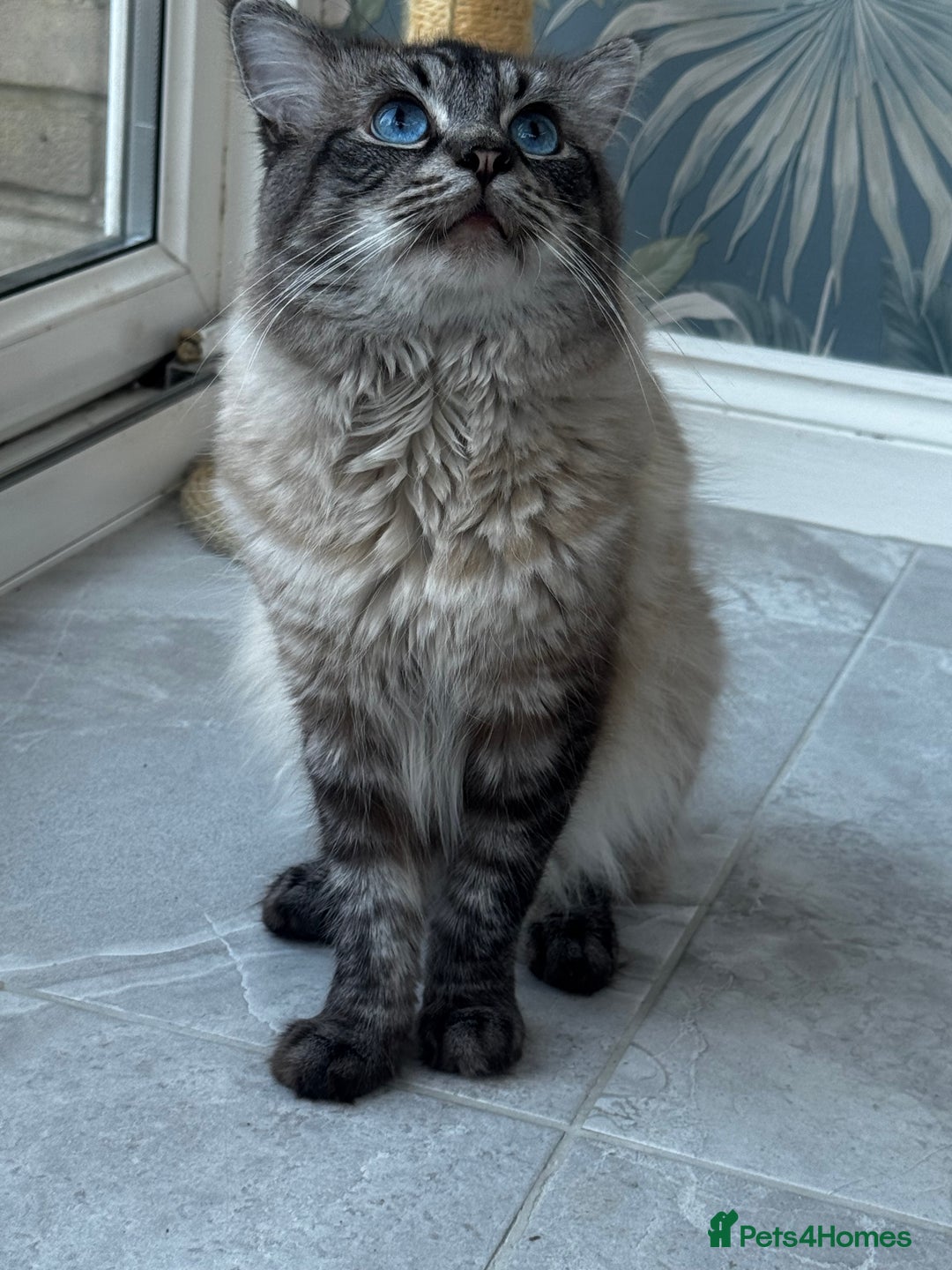 Ragdoll cats for sale: 7 Beautiful Pure Ragdolls for sale - Image 10
