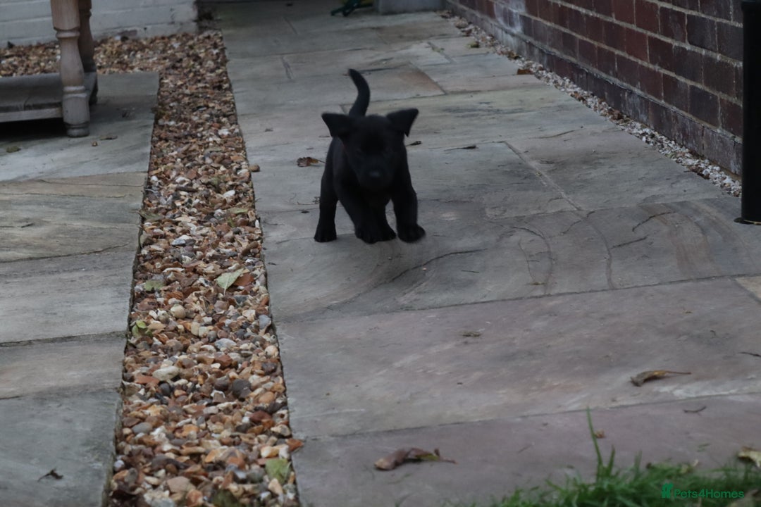 Labrador Retriever dogs for sale: 1 Black Labrador bitch left ready to go now  - Image 22