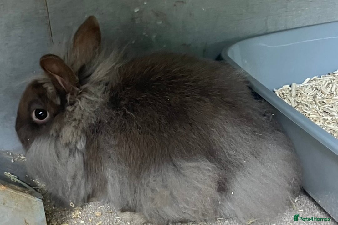 Netherland Dwarf rabbits for sale: 2 Female double lion head/Netherland dwarf rabbits - Image 2