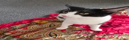 Mixed Breed cats for sale: Black and white cat for rehoming  in Grantham - Advert 4