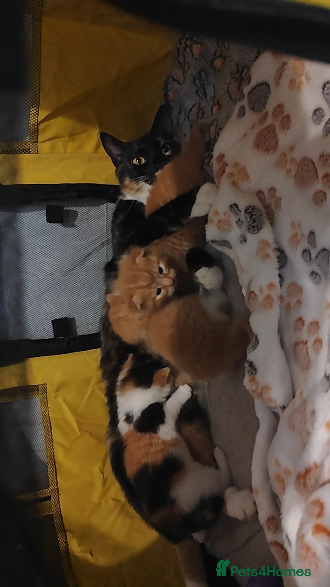 Domestic Shorthair cats for sale: ⭐ Adorable kittens Looking for Loving Home ⭐  in Newport - Advert 1