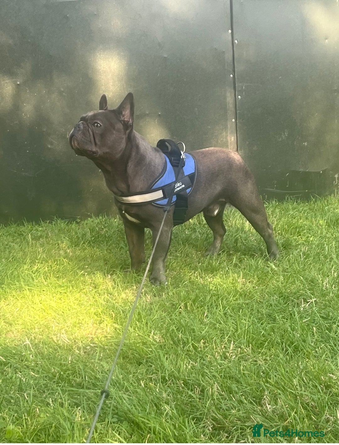 French Bulldog dogs for sale: French bulldog  - Advert 3