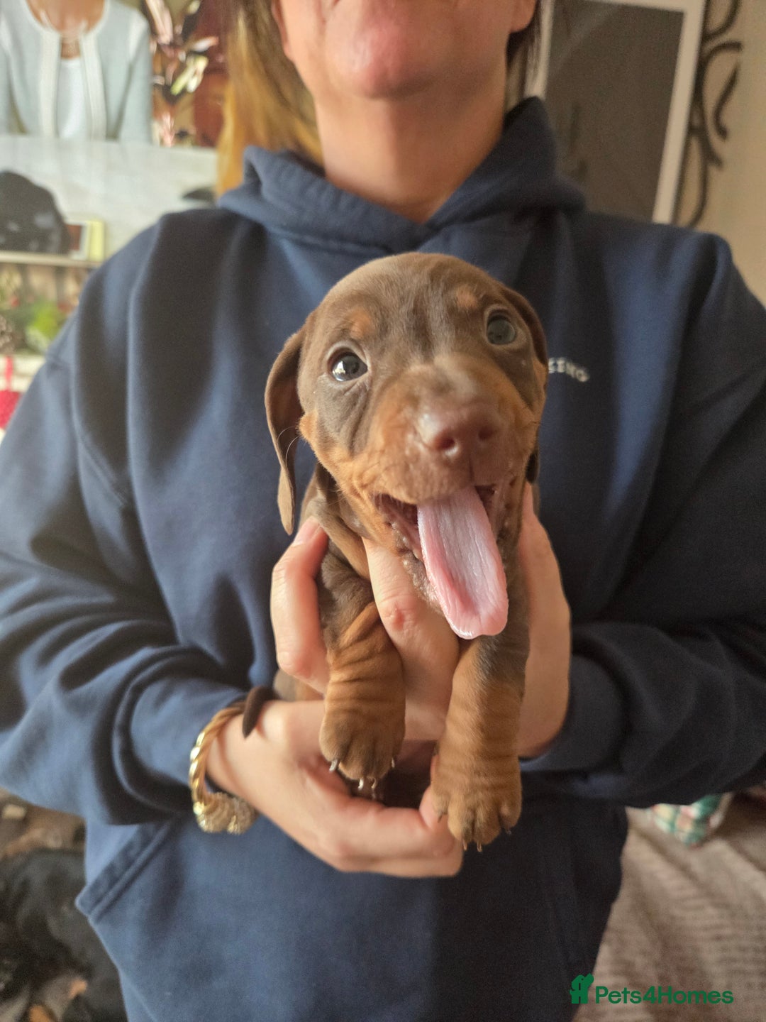 Dachshund dogs for sale: Dashunds  - Advert 16