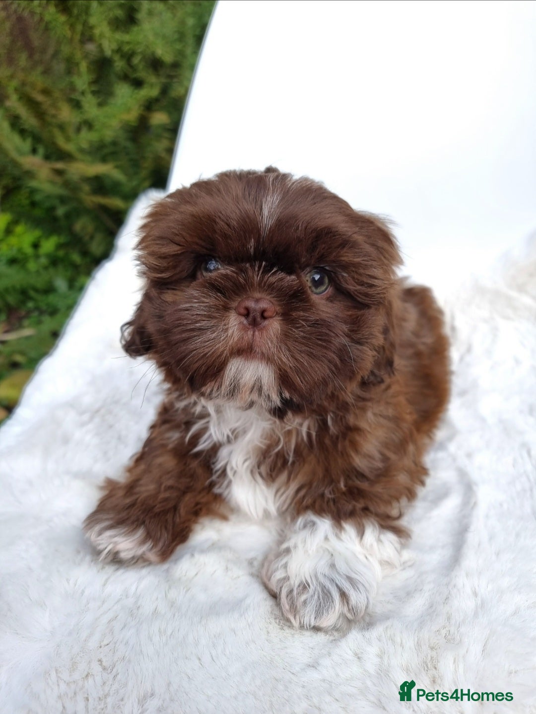 Shih Tzu dogs Last Shih Tzu Boy Ready Now - Advert 1