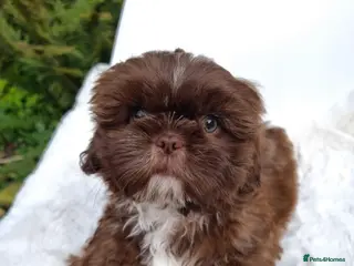 Shih Tzu dogs Last Shih Tzu Boy Ready Now - Advert 1