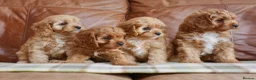 Cavapoo dogs for sale: Quality Health Tested F1 Toy Cavapoo Puppies - Advert 10