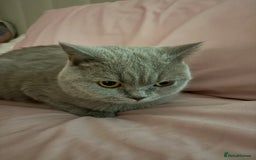 British Shorthair cats for sale: Rare lilac female British shorthair female 3 years - Image 5