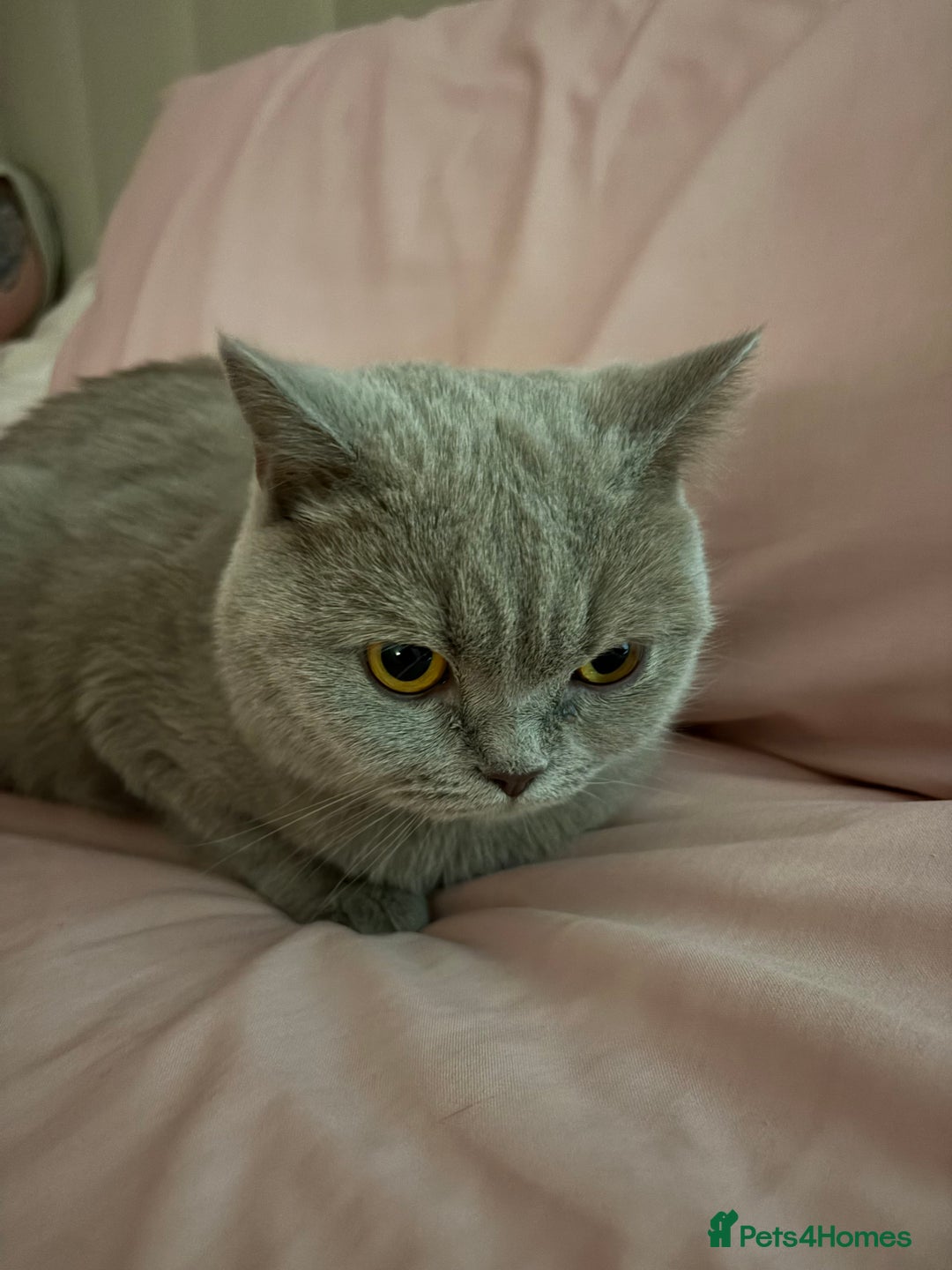 British Shorthair cats for sale: Rare lilac female British shorthair female 3 years - Image 5
