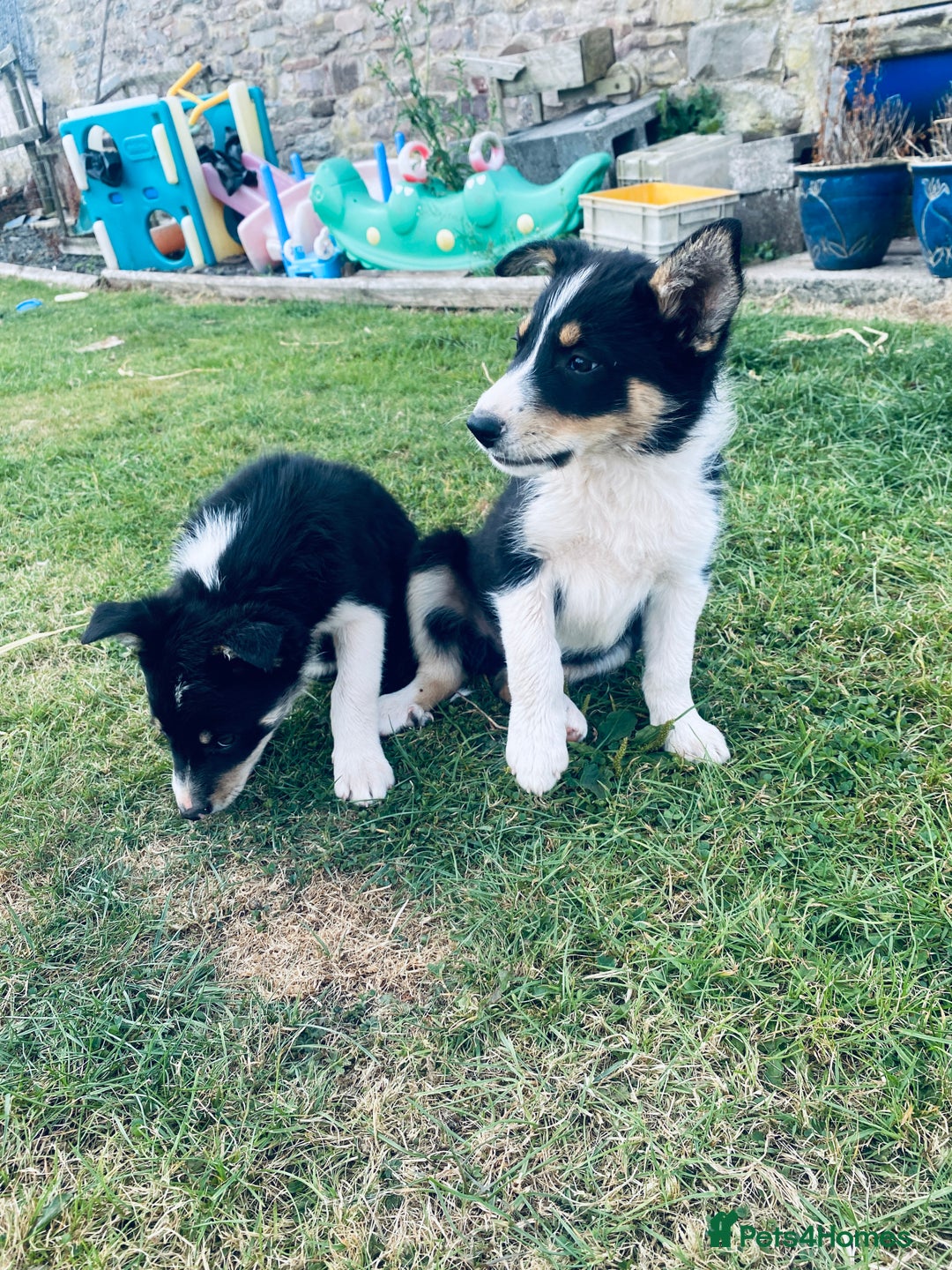 Border Collie dogs for sale: Collie puppies - Image 8