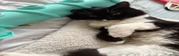 British Longhair cats for sale: Rehoming Toot - Advert 2