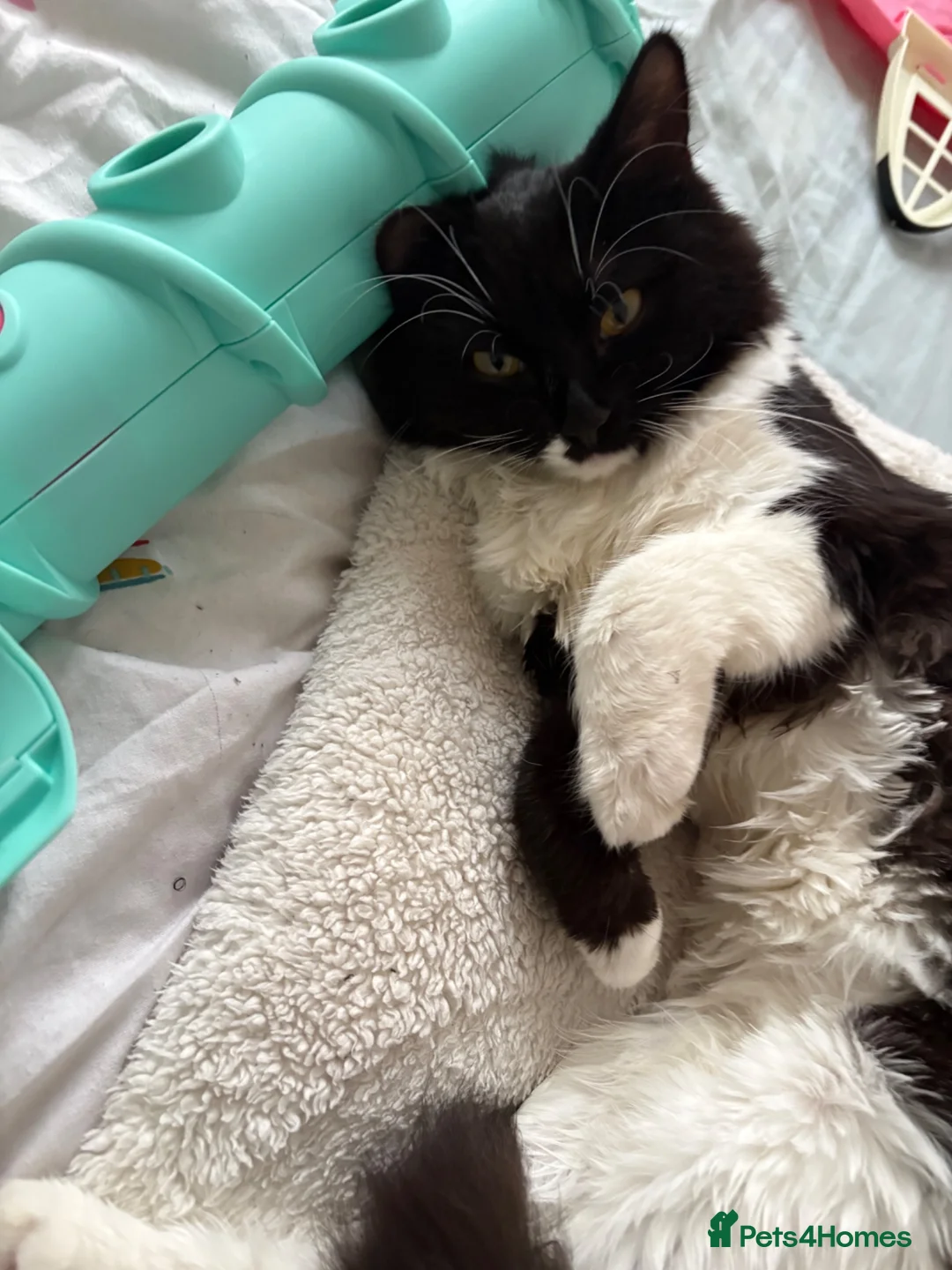 British Longhair cats for sale: Rehoming Toot - Advert 2