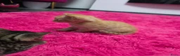 Mixed Breed cats for sale: Beautifull kittens ready to go  - Advert 24