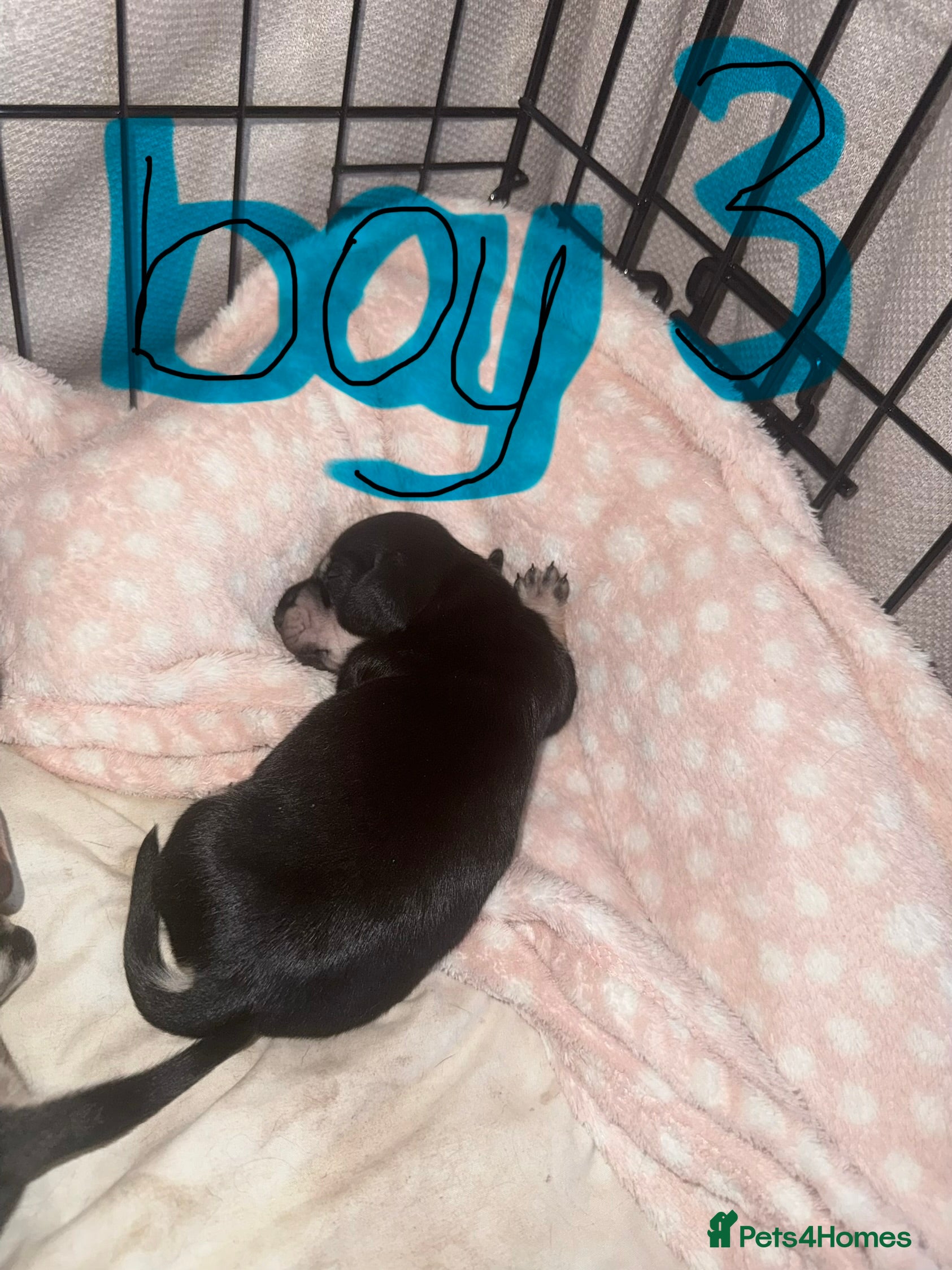 Miniature Dachshund dogs KC Registered Mini Dachshund Puppies – Available - Advert 2