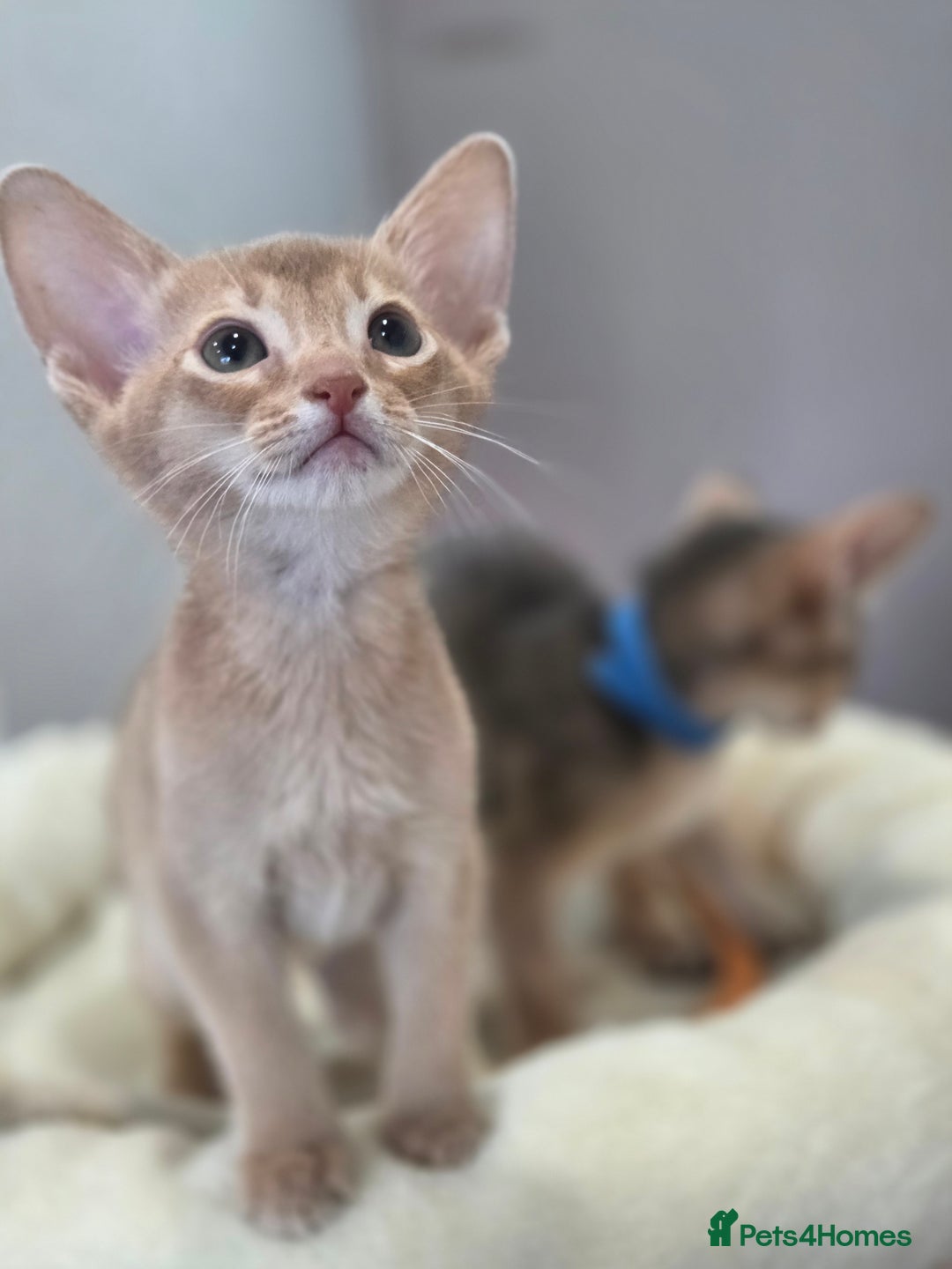 Abyssinian cats for sale: Gorgeous Tica  Abyssinian Kittens  - Advert 18
