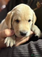 Labrador Retriever dogs Field Trial Champion Kc reg Labrador Puppies. - Advert 6